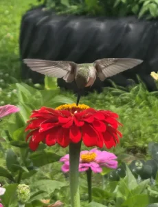 A hummingbird’s heaven